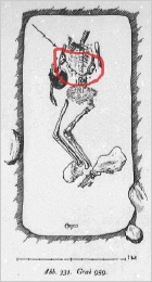 ein Grabplan mit vollständig erhaltenen Skelett, wobei der Schädel in der Armbeuge ruht; zwischen den Ovalspangen ist eine Reihe von Glasperlen eingezeichnet